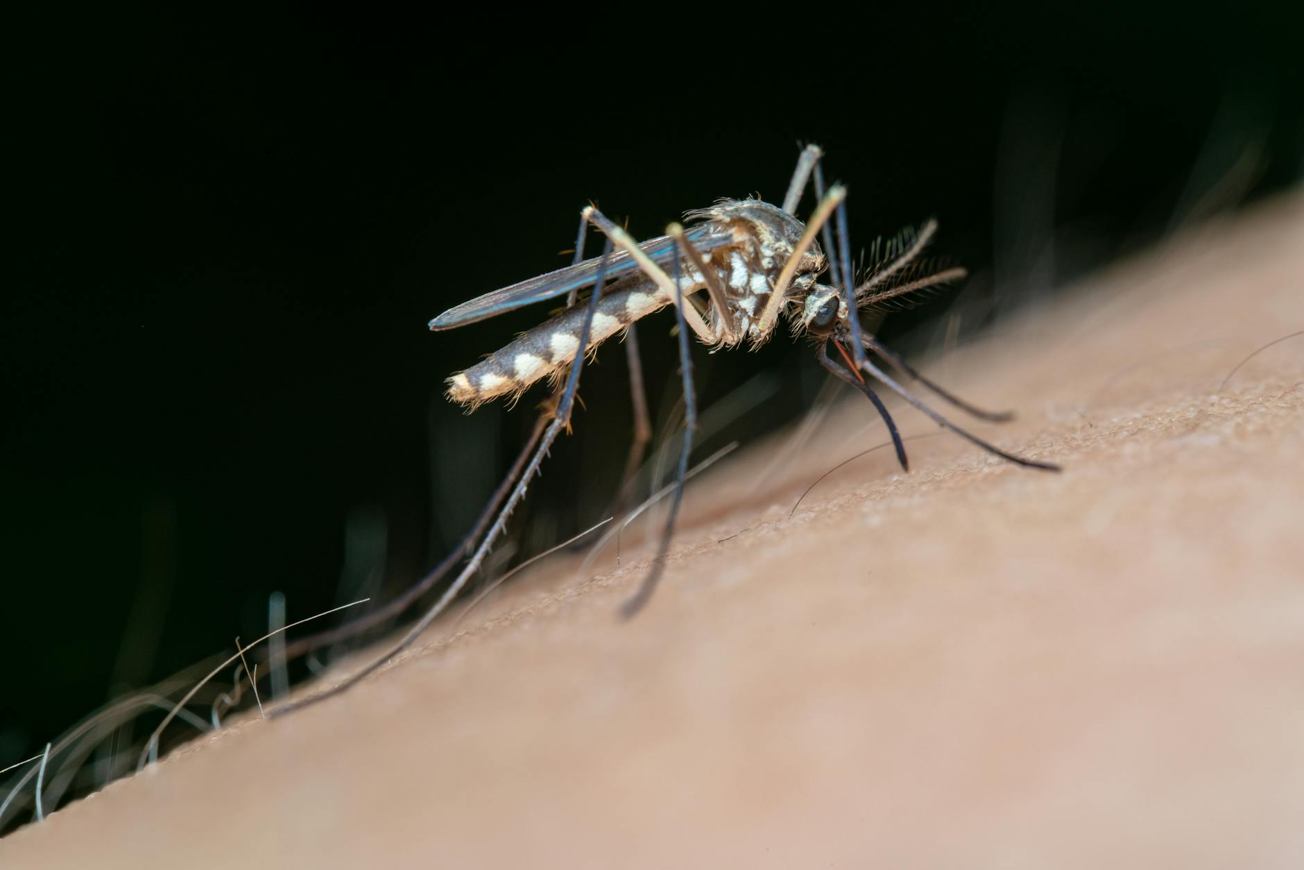 Close-up view of a mosquito feeding on human skin in a detailed macro shot.