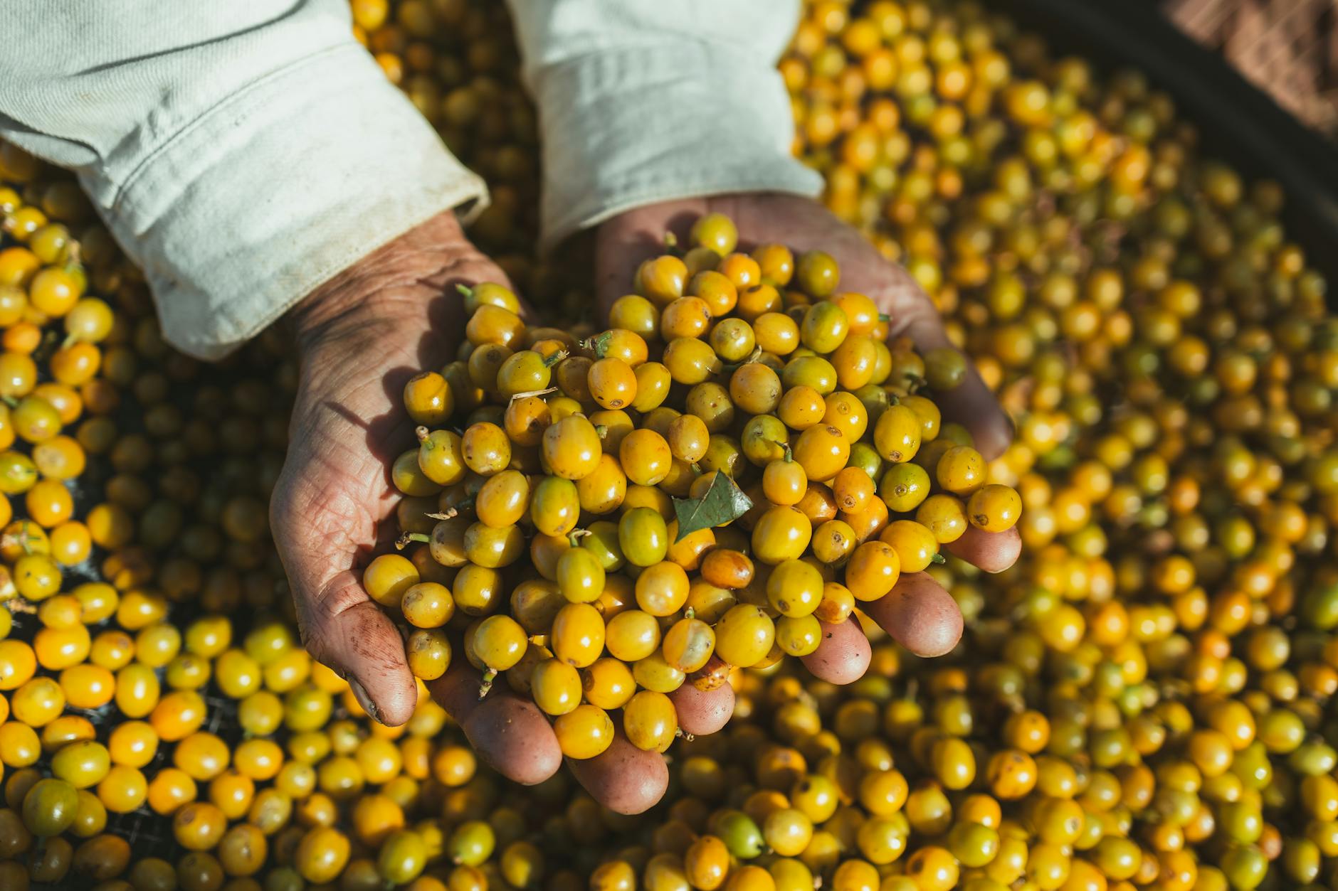 Close-up of a man's hands holding a pile of yellow berries outdoors in Dom Viçoso, Brazil.