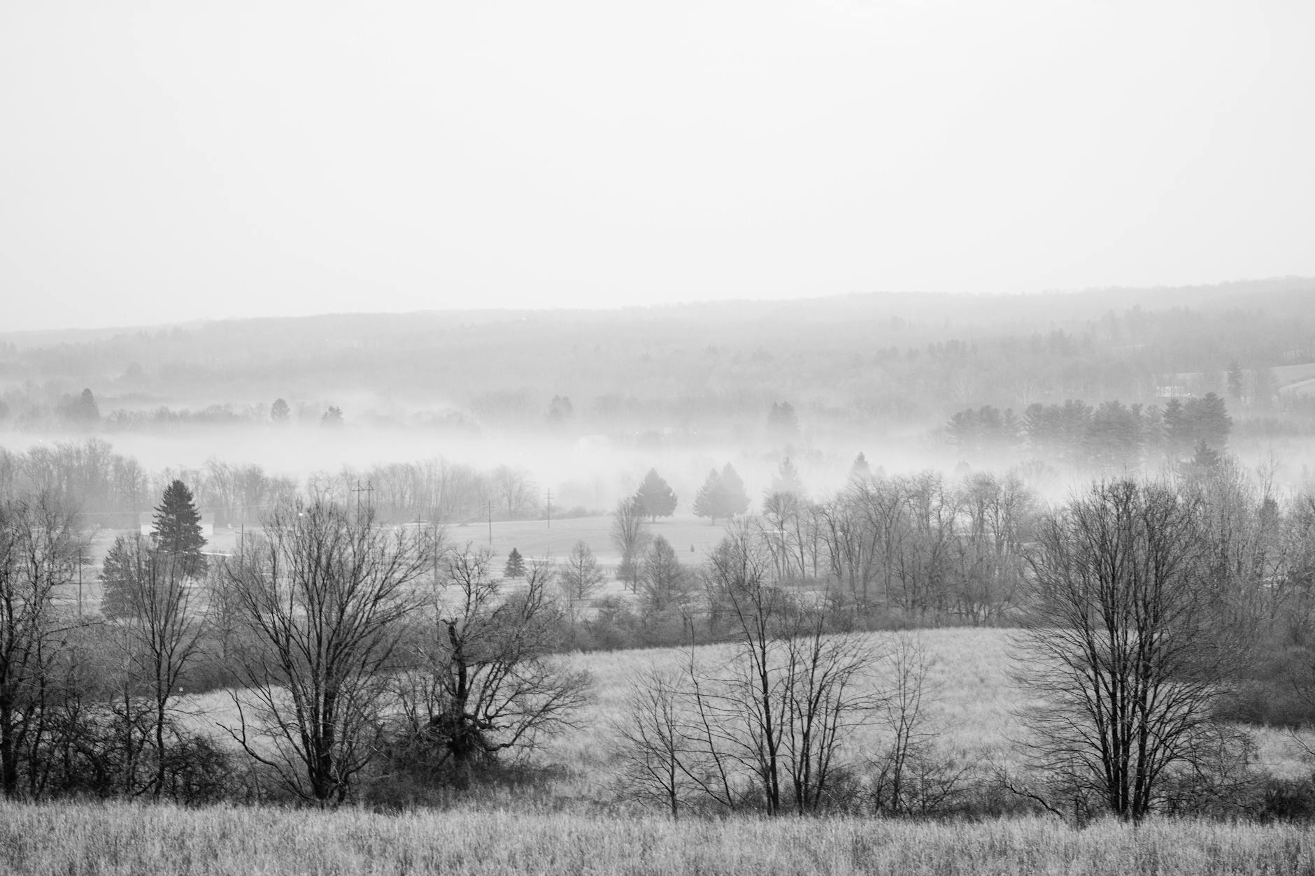 Serene grayscale image of a foggy landscape in Venango, PA, depicting trees and misty fields.