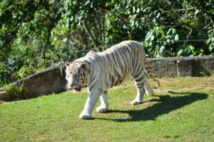 White tiger walking on grass in a lush outdoor setting, showcasing its majestic beauty.